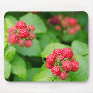 USA, Massachusetts, Nantucket. Ripe Raspberries Mouse Pad