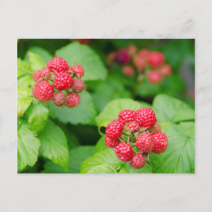 USA, Massachusetts, Nantucket. Ripe Raspberries Postcard