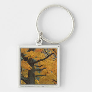 USA, Michigan, Close-up of sugar maple tree in Key Ring