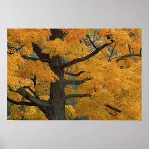 USA, Michigan, Close-up of sugar maple tree in Poster
