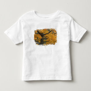 USA, Michigan, Close-up of sugar maple tree in Toddler T-Shirt