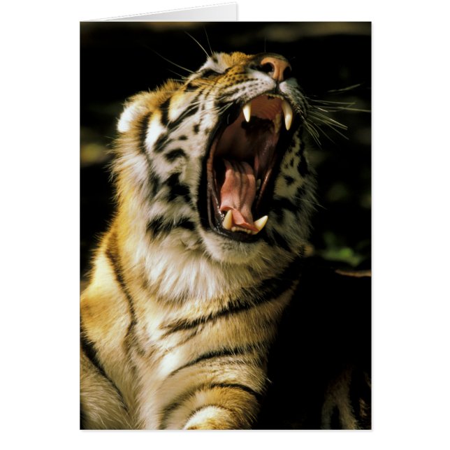 USA, Michigan, Detroit. Detroit Zoo, tiger 2 (Front)