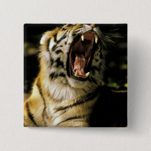 USA, Michigan, Detroit. Detroit Zoo, tiger 2 15 Cm Square Badge