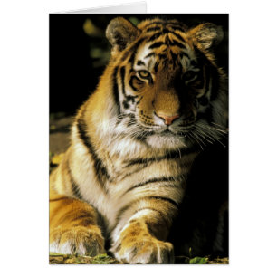 USA, Michigan, Detroit. Detroit Zoo, tiger 3