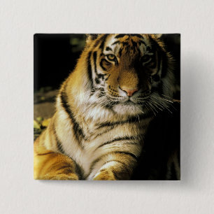 USA, Michigan, Detroit. Detroit Zoo, tiger 3 15 Cm Square Badge