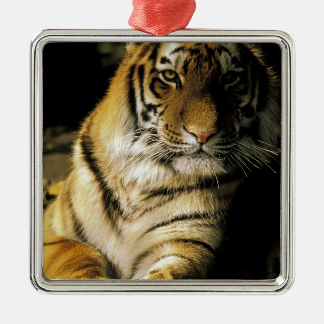 USA, Michigan, Detroit. Detroit Zoo, tiger 3 Metal Ornament (Front)