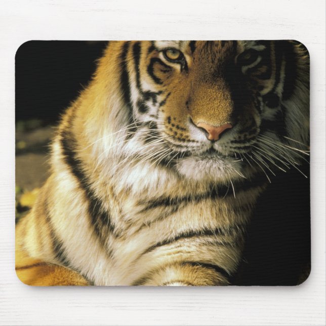 USA, Michigan, Detroit. Detroit Zoo, tiger 3 Mouse Pad (Front)
