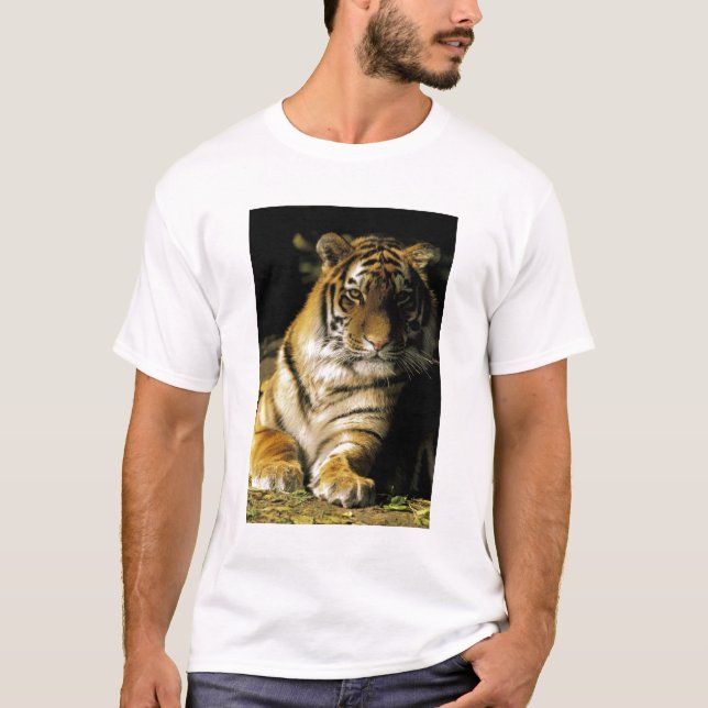 USA, Michigan, Detroit. Detroit Zoo, tiger 3 T-Shirt (Front)