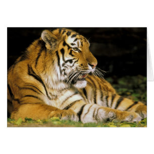 USA, Michigan, Detroit. Detroit Zoo, tiger at