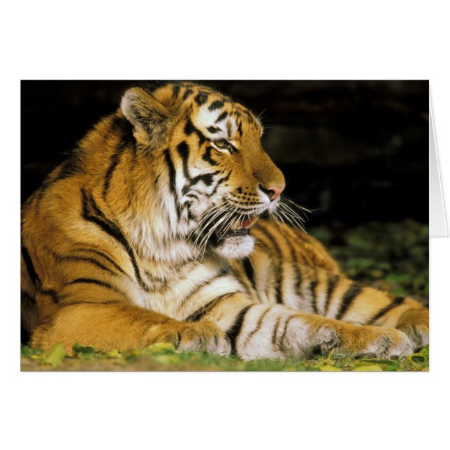 USA, Michigan, Detroit. Detroit Zoo, tiger at (Front Horizontal)