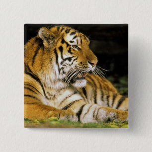 USA, Michigan, Detroit. Detroit Zoo, tiger at 15 Cm Square Badge