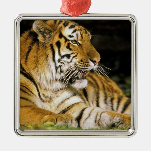 USA, Michigan, Detroit. Detroit Zoo, tiger at Metal Ornament (Front)