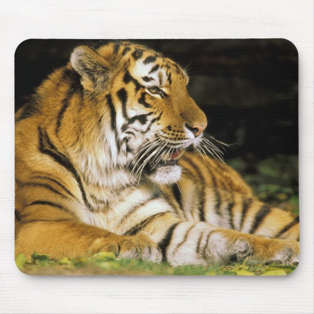 USA, Michigan, Detroit. Detroit Zoo, tiger at Mouse Pad (Front)