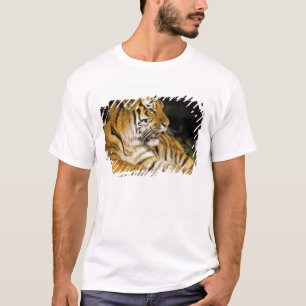 USA, Michigan, Detroit. Detroit Zoo, tiger at T-Shirt
