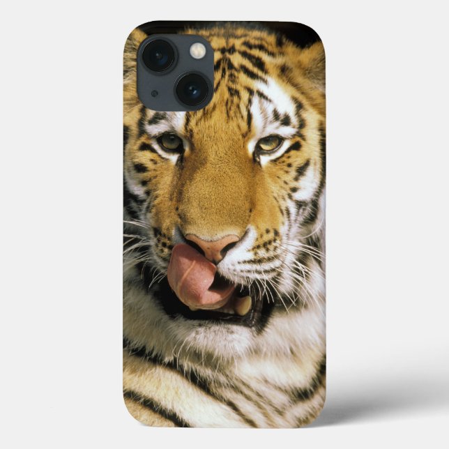 USA, Michigan, Detroit. Detroit Zoo, tiger Case-Mate iPhone Case (Back)