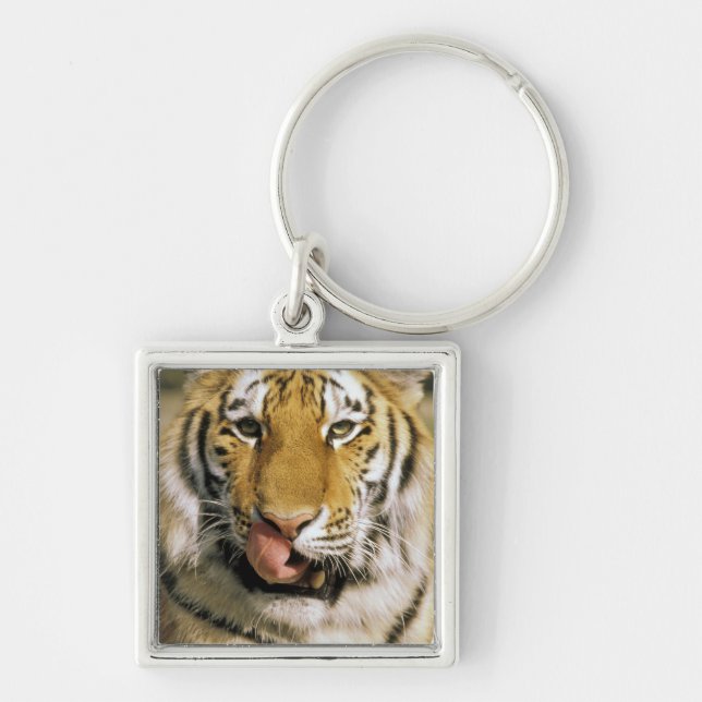 USA, Michigan, Detroit. Detroit Zoo, tiger Key Ring (Front)