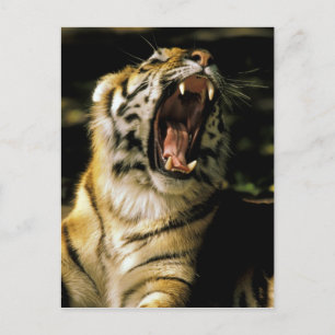 USA, Michigan, Detroit. Detroit Zoo, tiger Postcard