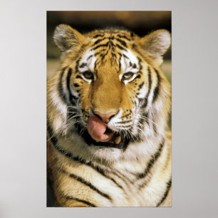 USA, Michigan, Detroit. Detroit Zoo, tiger Poster