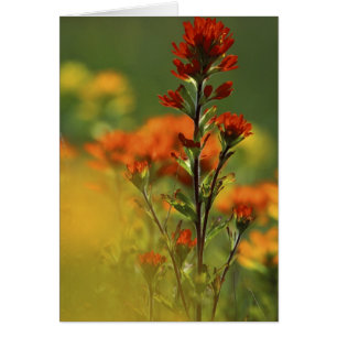 USA, Michigan, Drummond Island, Maxton Plains,