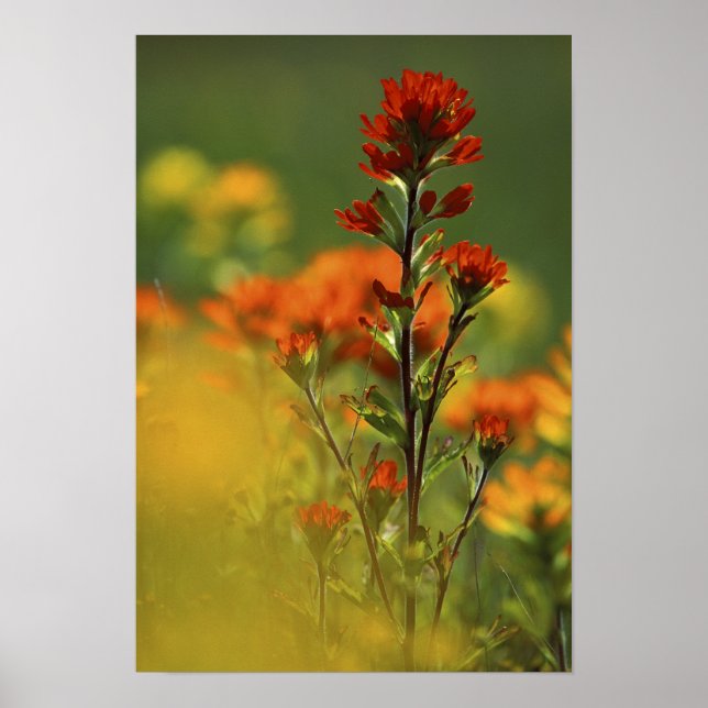 USA, Michigan, Drummond Island, Maxton Plains, Poster (Front)