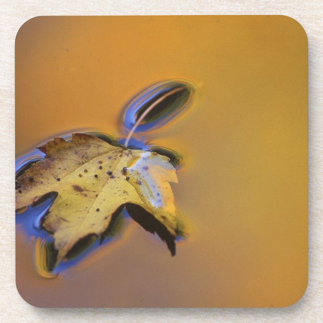 USA, Michigan, Maple leaf floating on water Coaster (Front)