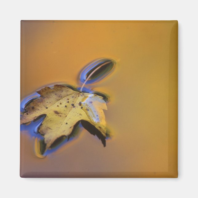 USA, Michigan, Maple leaf floating on water Magnet (Front)