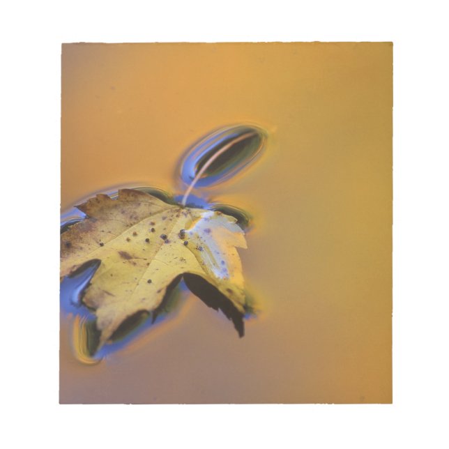 USA, Michigan, Maple leaf floating on water Notepad (Front)