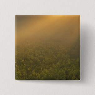 USA, Michigan, Meadow of goldenrod plants 15 Cm Square Badge