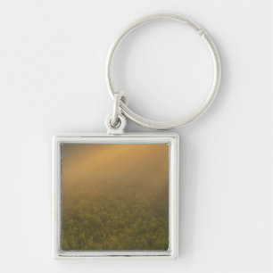 USA, Michigan, Meadow of goldenrod plants Key Ring