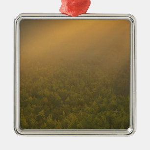 USA, Michigan, Meadow of goldenrod plants Metal Ornament