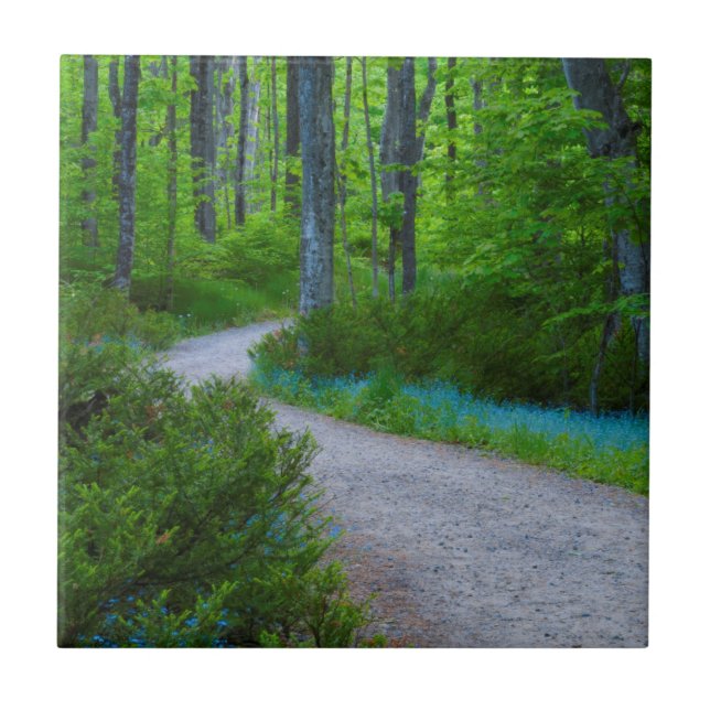 USA, Michigan. Path Thru The Woods Ceramic Tile (Front)
