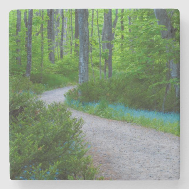 USA, Michigan. Path Thru The Woods Stone Coaster (Front)