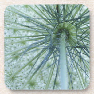 USA, Michigan. Queen-Anne's Lace viewed from Coaster