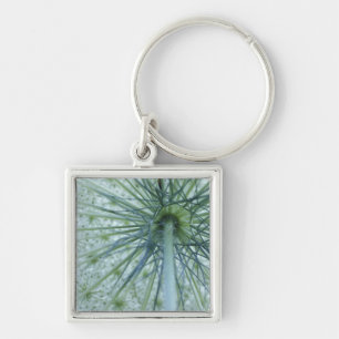 USA, Michigan. Queen-Anne's Lace viewed from Key Ring