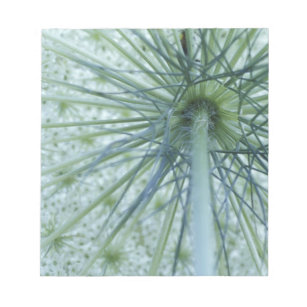 USA, Michigan. Queen-Anne's Lace viewed from Notepad