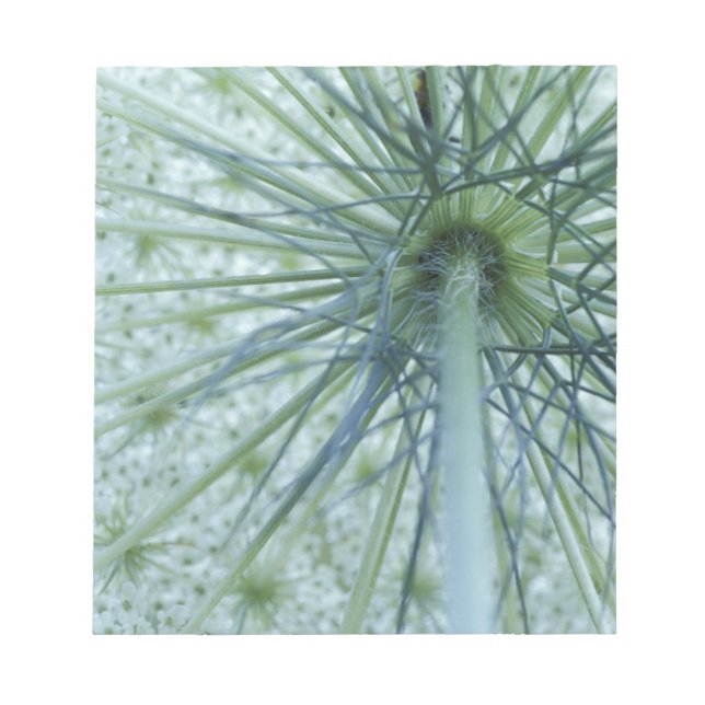 USA, Michigan. Queen-Anne's Lace viewed from Notepad (Front)