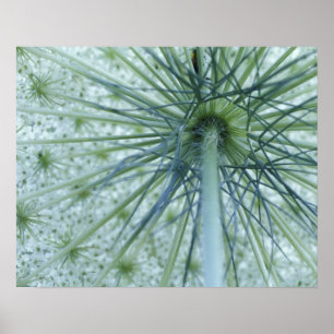 USA, Michigan. Queen-Anne's Lace viewed from Poster