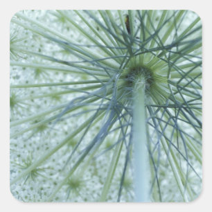 USA, Michigan. Queen-Anne's Lace viewed from Square Sticker