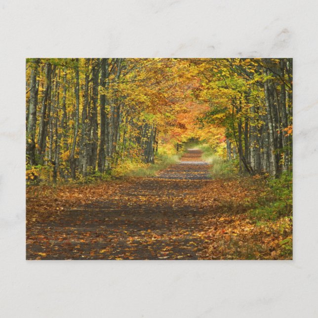 USA, Michigan, Upper Peninsula. Roadway into Postcard (Front)