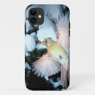 USA, Minnesota, Mendota Heights, Female Cardinal iPhone 11 Case