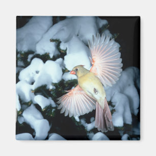 USA, Minnesota, Mendota Heights, Female Cardinal Magnet