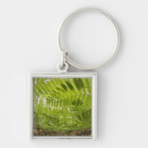 USA, MInnesota, North Shore Lake Superior, Key Ring