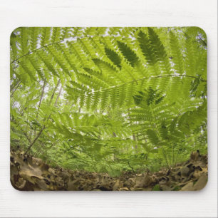 USA, MInnesota, North Shore Lake Superior, Mouse Pad