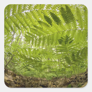 USA, MInnesota, North Shore Lake Superior, Square Sticker