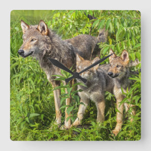 USA, Minnesota, Sandstone, Minnesota Wildlife 12 Square Wall Clock