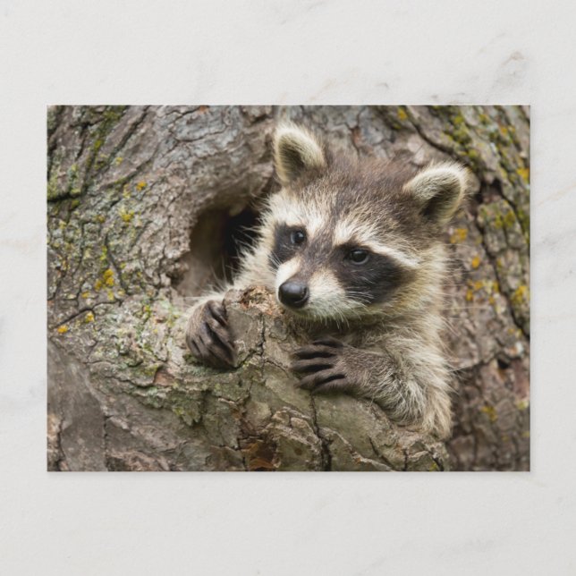 USA, Minnesota, Sandstone, Minnesota Wildlife 16 Postcard (Front)