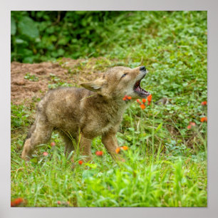 USA, Minnesota, Sandstone, Minnesota Wildlife 17 Poster