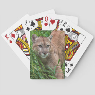 USA, Minnesota, Sandstone, Minnesota Wildlife 18 Playing Cards