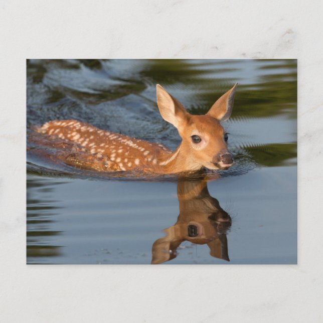 USA, Minnesota, Sandstone, Minnesota Wildlife 19 Postcard (Front)