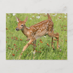 USA, Minnesota, Sandstone, Minnesota Wildlife 20 Postcard
